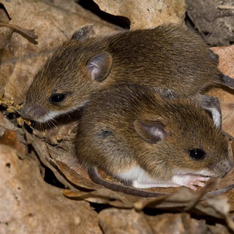 Уничтожения мышей в частном доме в Серпухове?